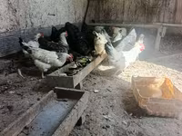 Chickens — ፎቶ 2