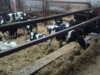 ثور, Russian Black pied cattle — الصورة 3