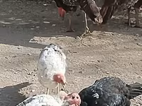Turkeys — عکس 2