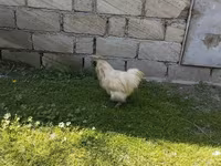 Silkie — foto 3