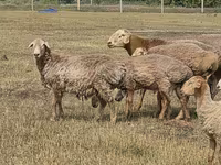 แกะตัวผู้, Hissar sheep — รูปภาพ 7