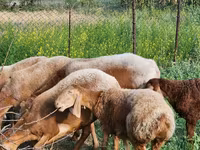 Får, Rhon sheep — foto 1