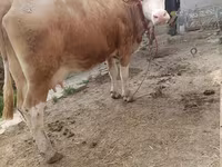 گاو ماده, Simmental cattle — عکس 1