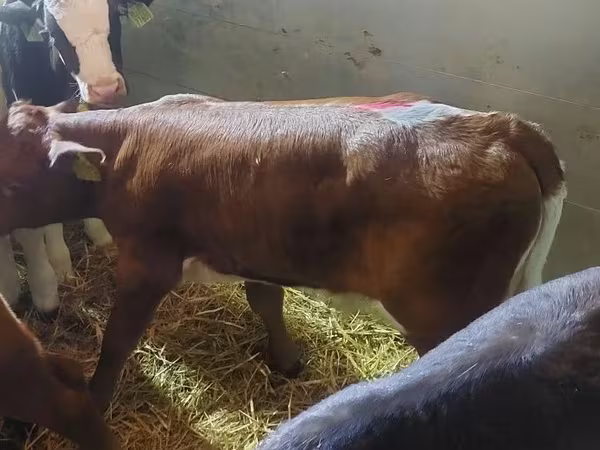 گاو نر, Simmental cattle