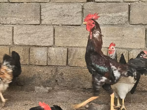Chickens