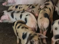 Babi (batch, jenis kelamin tidak disebutkan), Pigs — foto 4