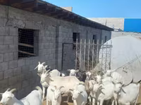 Ged, Saanen goat — foto 1