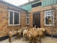 ஆண் ஆடு, Rhon sheep — புகைப்படம் 3