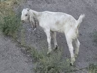 بز ماده, Beetal goats — عکس 1