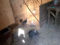 Turkeys — รูปภาพ 2