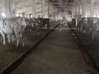 Mucca, Razza Holstein — foto 1