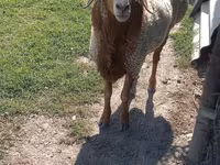 Beran, Arashan sheep — foto 5