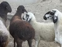 كبش, الأغنام — الصورة 6