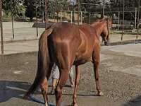 Kanca, Thoroughbred horse — 4. fotó