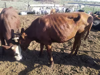 Krowa, Simmental cattle — zdjęcie 2