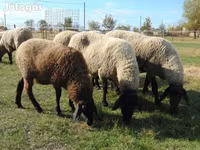Biri-biri betina, Tsigai sheep — foto 1