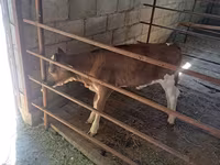 ላም, Holstein breed — ፎቶ 6