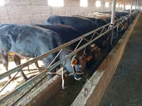 Ng'ombe dume, Ala-Tau breed — picha 8