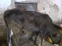 گاو ماده, گاو — عکس 1