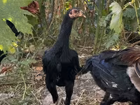 ไก่ชาโม — รูปภาพ 5
