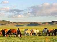 Kuda betina, Kazakh horse — foto 1