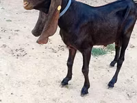 بز نر, Nubian Goat — عکس 3