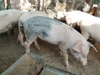 Porci (lot, sex nespecificat), Porci — foto 2