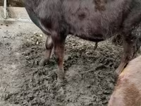 Bou, Bovine — foto 1