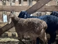 Vædder, Baerchuke sheep — foto 2