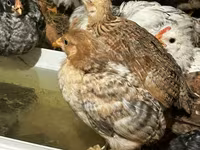 Chickens — ፎቶ 5