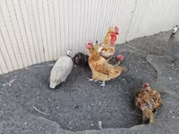 Danish hen — ფოტო 2
