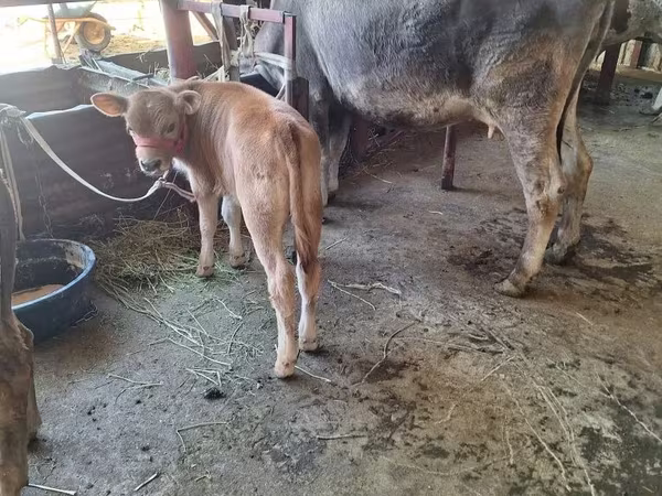 Lembu betina, Alatau breed