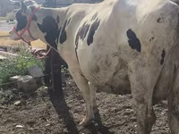 Сиыр, Russian Black pied cattle — 8-сурет