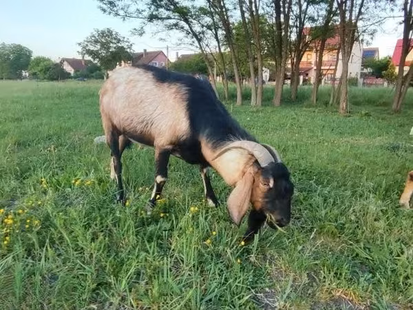 Billy Goat, Nubian Goat — Hungary