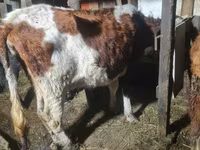 گاو ماده, Latvian Blue cattle — عکس 4