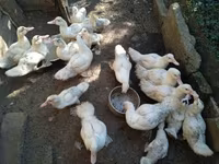 Ducks — 6-rasm