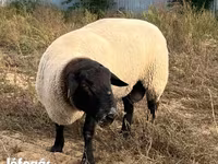 Kambing jantan, White Suffolk sheep — foto 3