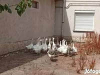 Geese — foto 5