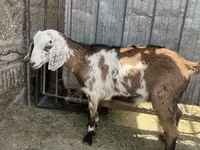 Koza, Nubian Goat — foto 1