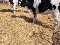 Lembu jantan, Cattle — foto 3