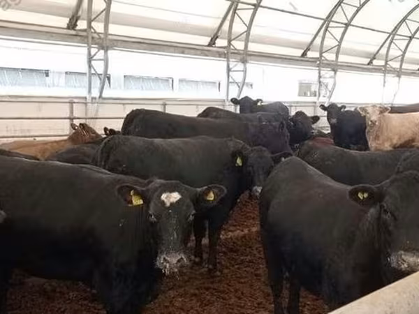Rinder (Partie, Geschlecht nicht angegeben), Aberdeen-Angus