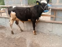 Toro, Razza Holstein — foto 1