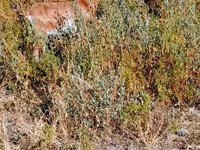 بز ماده, بز — عکس 2