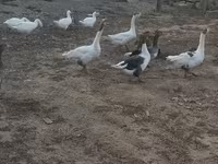 Geese — foto 7