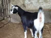 Ешкі, Alpine goat — 6-сурет