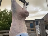 Wad, Sheep — sawirka 3