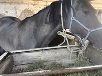 گھوڑا, گھوڑے — تصویر 1