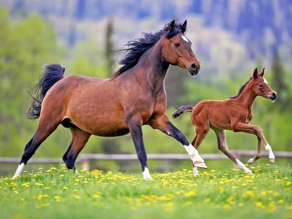 ፈረስ, Horse breed