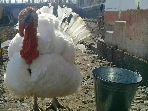 बिग 6