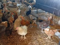 Chickens — تصویر 2